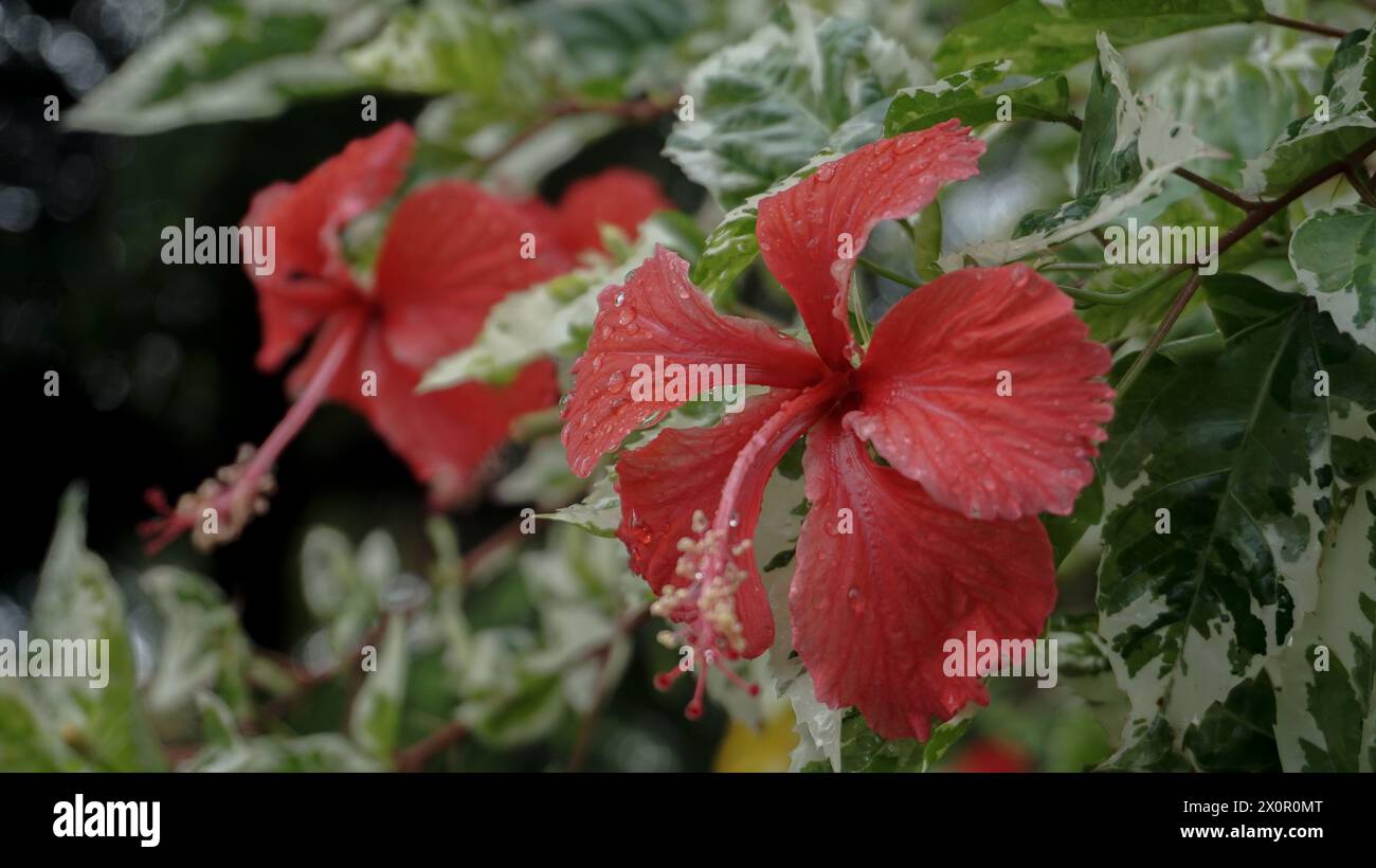 I fiori rossi nel giardino sono chiamati kembang sepatu, Mock Azalea, giglio, Adenium Obesum, Desert Rose o Bignonia. Foto Stock