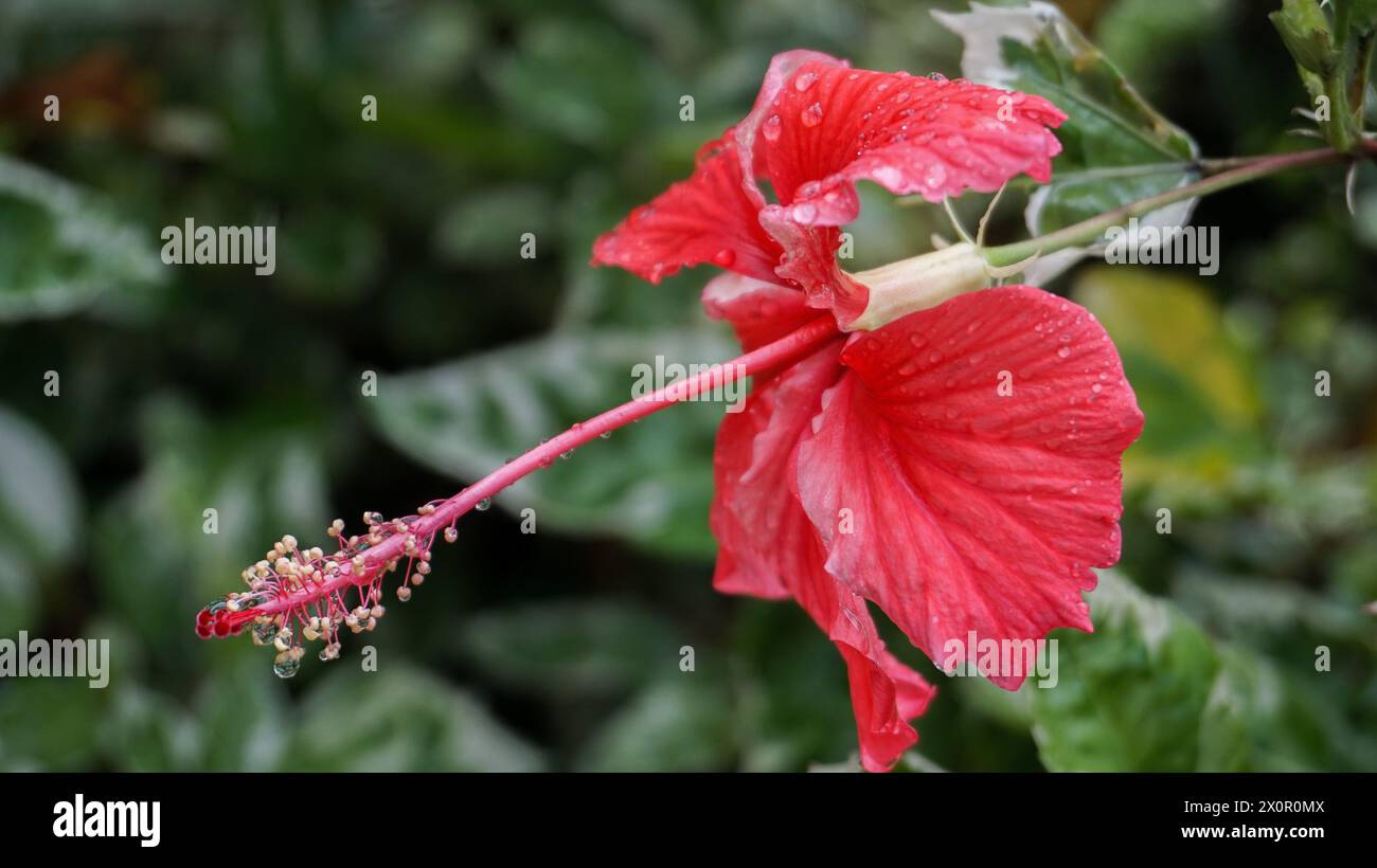 I fiori rossi nel giardino sono chiamati kembang sepatu, Mock Azalea, giglio, Adenium Obesum, Desert Rose o Bignonia. Foto Stock
