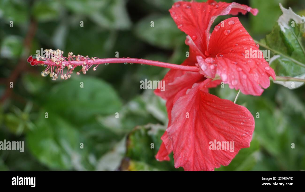 I fiori rossi nel giardino sono chiamati kembang sepatu, Mock Azalea, giglio, Adenium Obesum, Desert Rose o Bignonia. Foto Stock