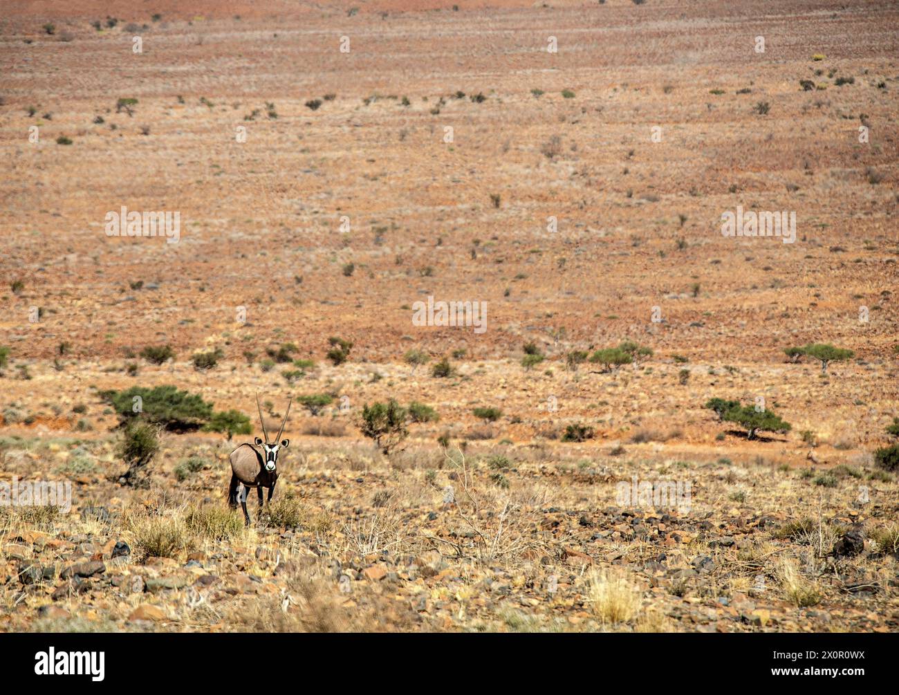 Deserto roccioso con un orice che pascolano in primo piano. Foto Stock