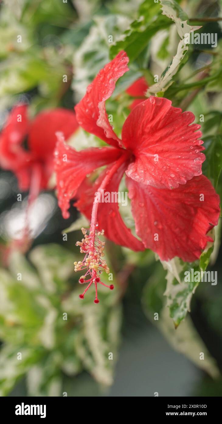 I fiori rossi nel giardino sono chiamati kembang sepatu, Mock Azalea, giglio, Adenium Obesum, Desert Rose o Bignonia. Foto Stock