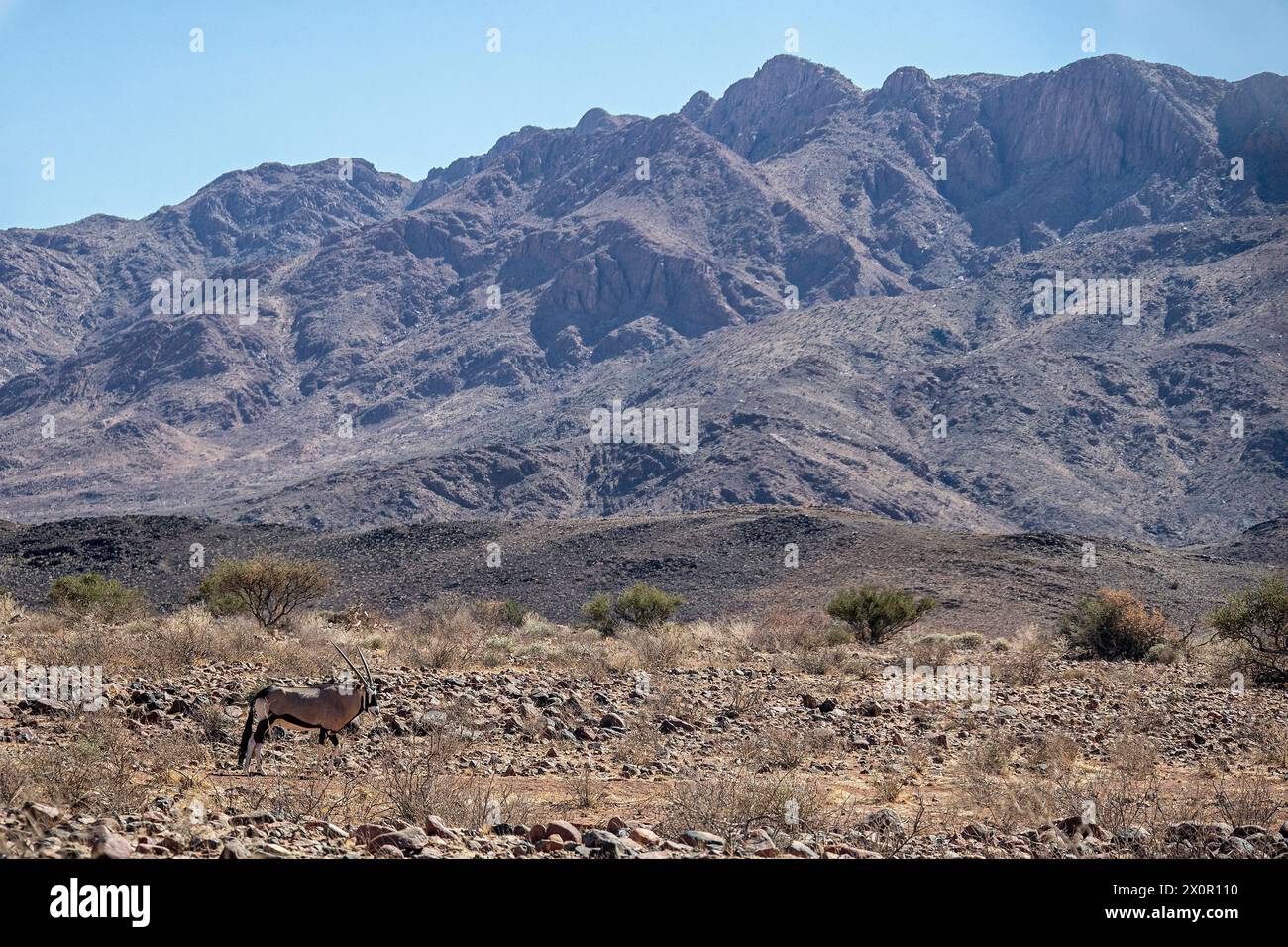 Un orice solitario che cammina nella roccia della riserva Namib Rand. Foto Stock