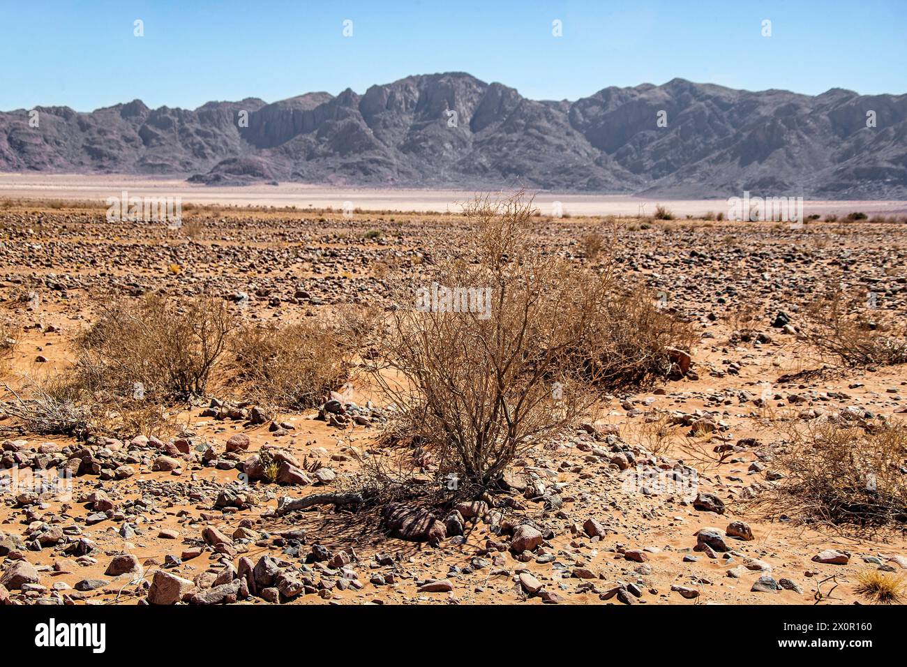 La vegetazione del deserto roccioso del Namib Rand con le montagne in lontananza. Foto Stock