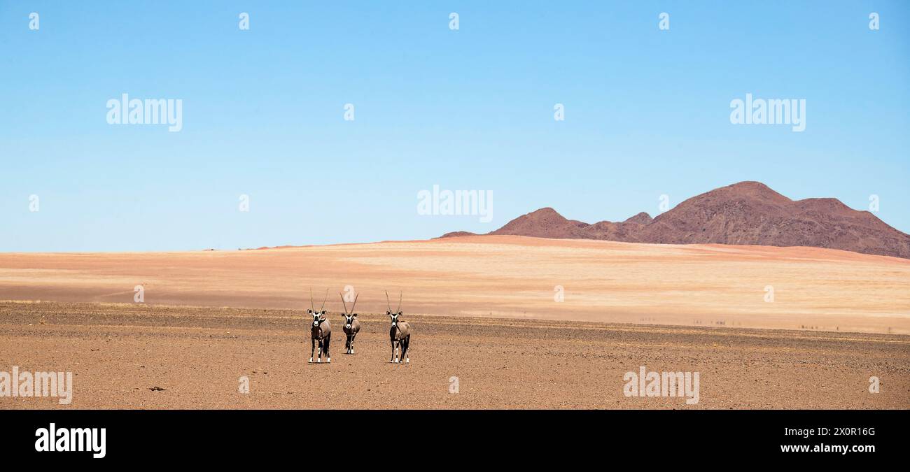 Tre Oryx sulla riserva naturale di Namib Rand, con montagne sullo sfondo. Foto Stock