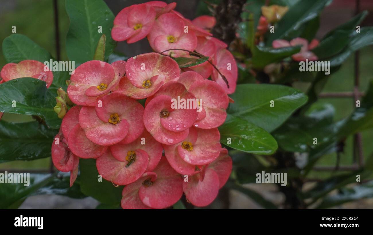 I fiori di Euphorbia milii Desmoul fioriscono nel giardino Foto Stock