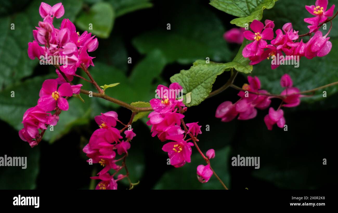 Sfondo fiori rosa tropicali fioriti nel giardino, Coral Vine o Antigonon Foto Stock