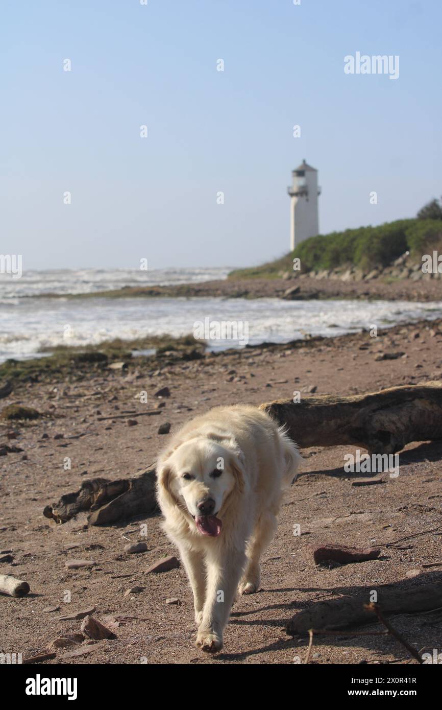 Vecchio Golden retriever sulla spiaggia Foto Stock