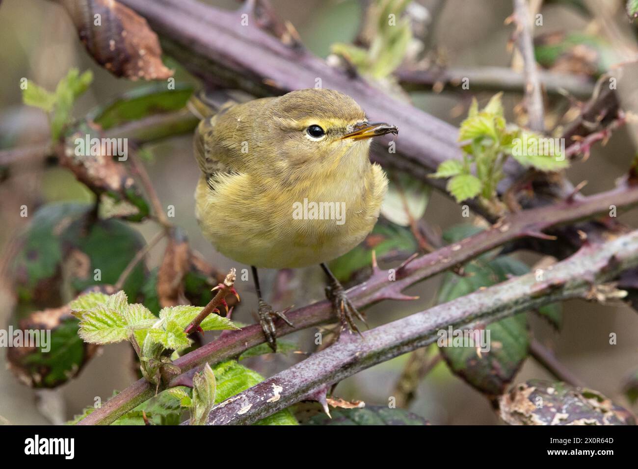 Chiffchaff con insetto in becco Foto Stock