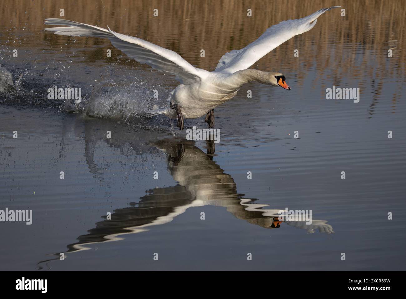 Cigno in volo Foto Stock