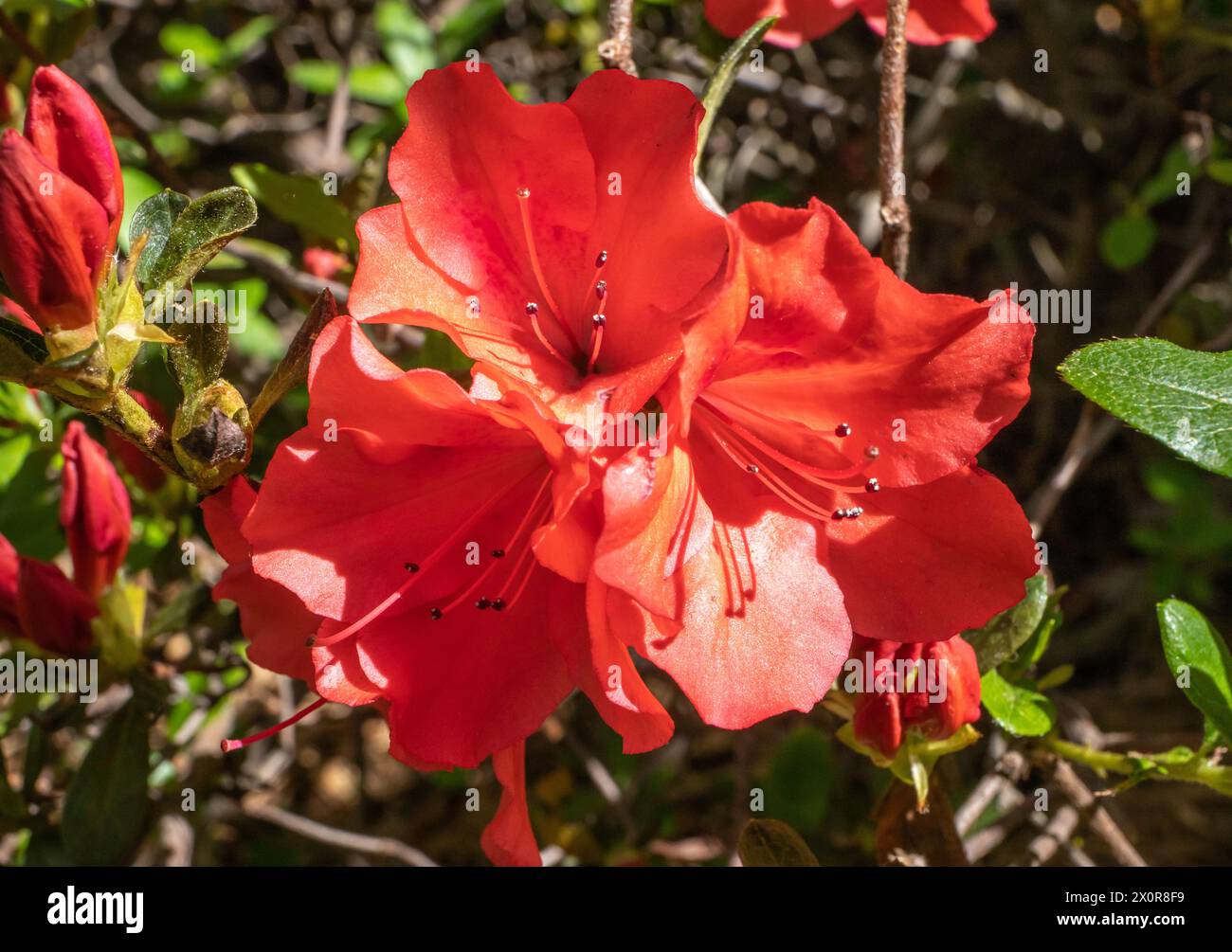 Primo piano di un gruppo di azalea rosso brillante in fiore al sole. Foto Stock