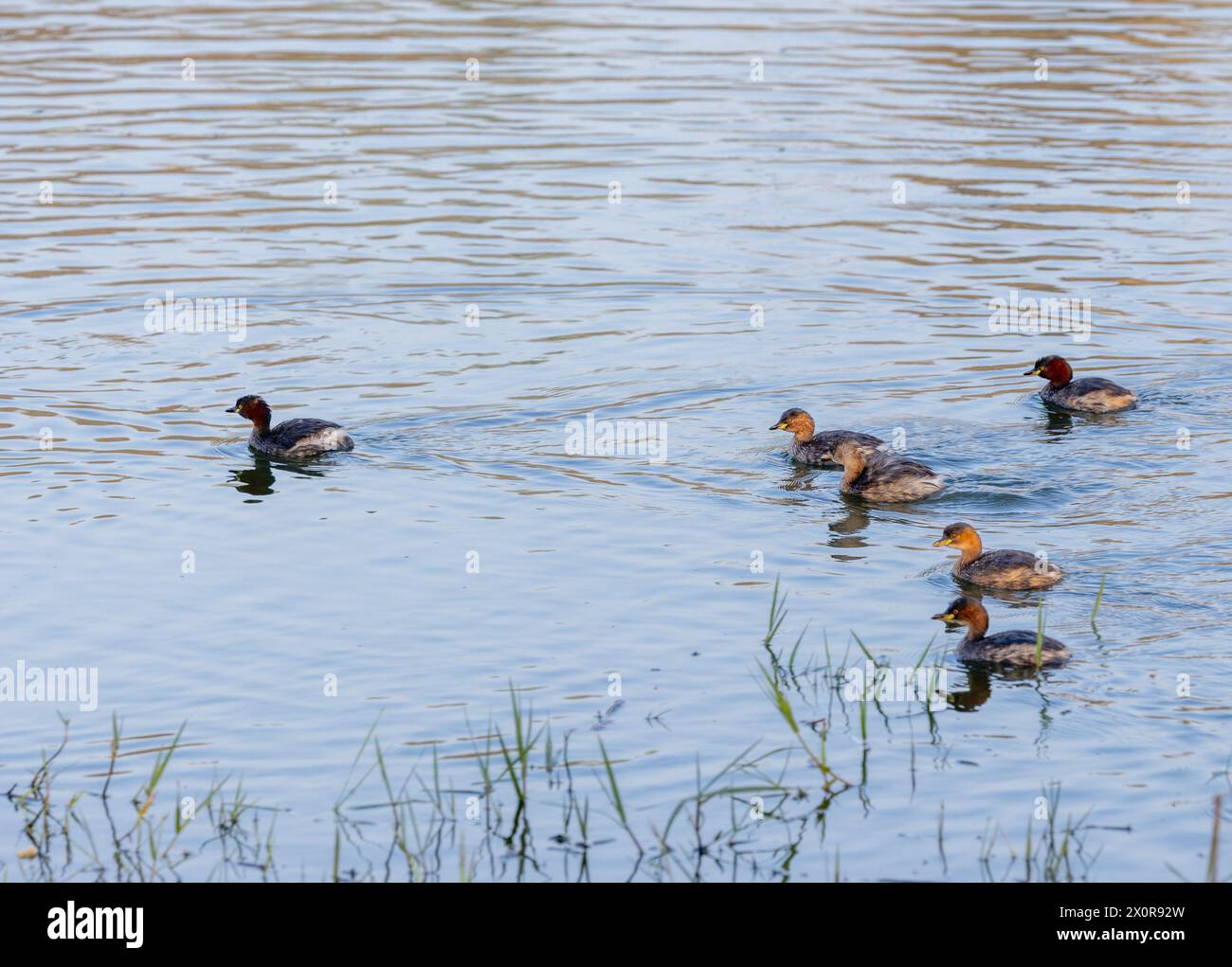 Un piccolo grebe che nuota in un lago urbano a Bangalore, in India Foto Stock