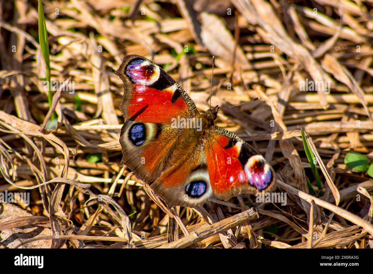 Pavone europeo (Aglais io), più comunemente noto semplicemente come farfalla pavone Foto Stock