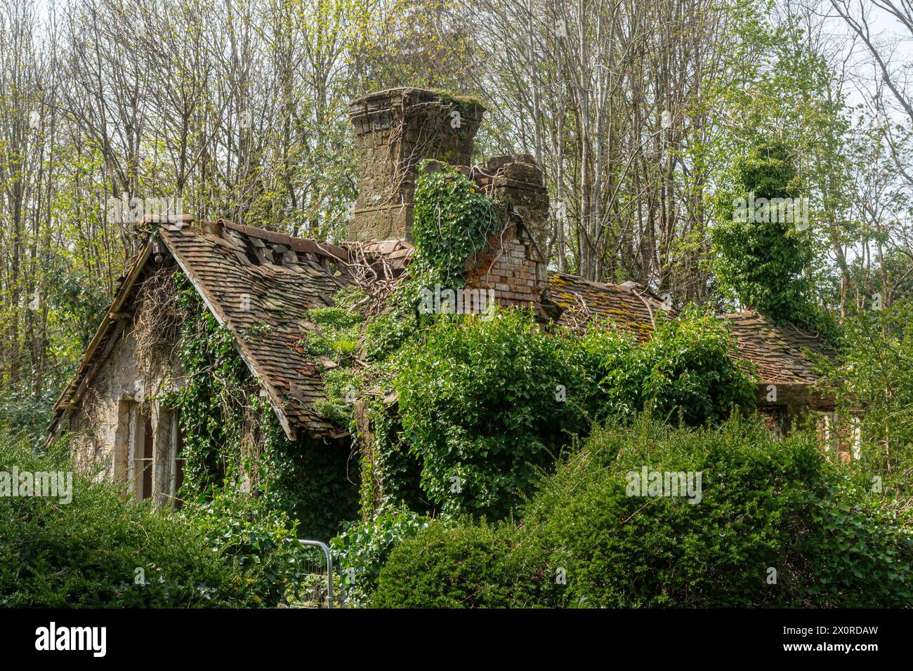 Vecchio cottage di campagna abbandonato ricoperto di vegetazione, Regno Unito, casa vuota abbandonata in bonifica per natura Foto Stock