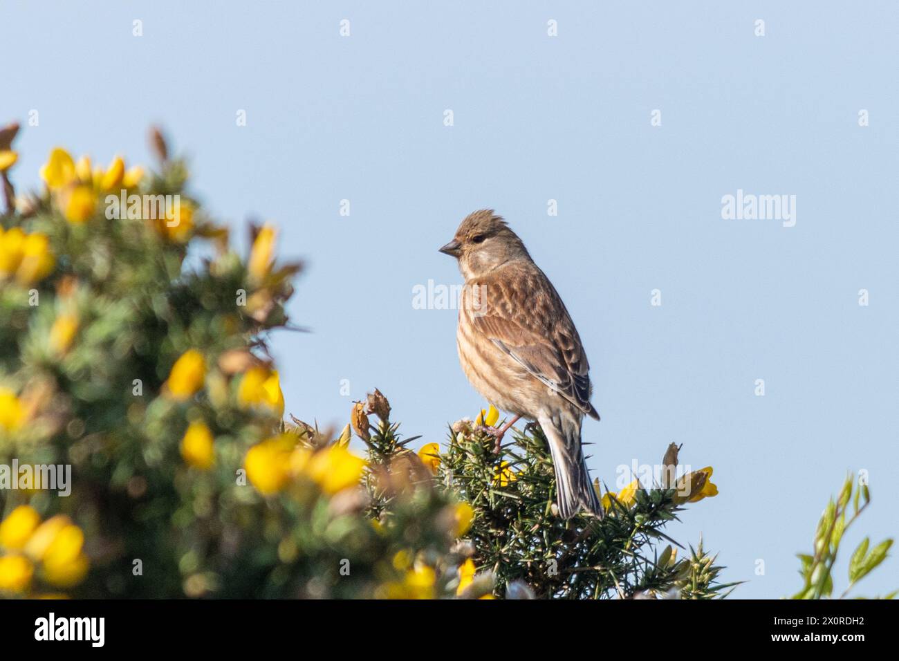 Uccello di tiglio (Linaria cannabina), uccello femmina arroccato sulla cima di un cespuglio di gorse con fiori gialli, Inghilterra, Regno Unito Foto Stock