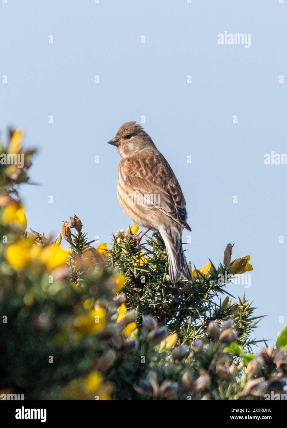 Uccello di tiglio (Linaria cannabina), uccello femmina arroccato sulla cima di un cespuglio di gorse con fiori gialli, Inghilterra, Regno Unito Foto Stock