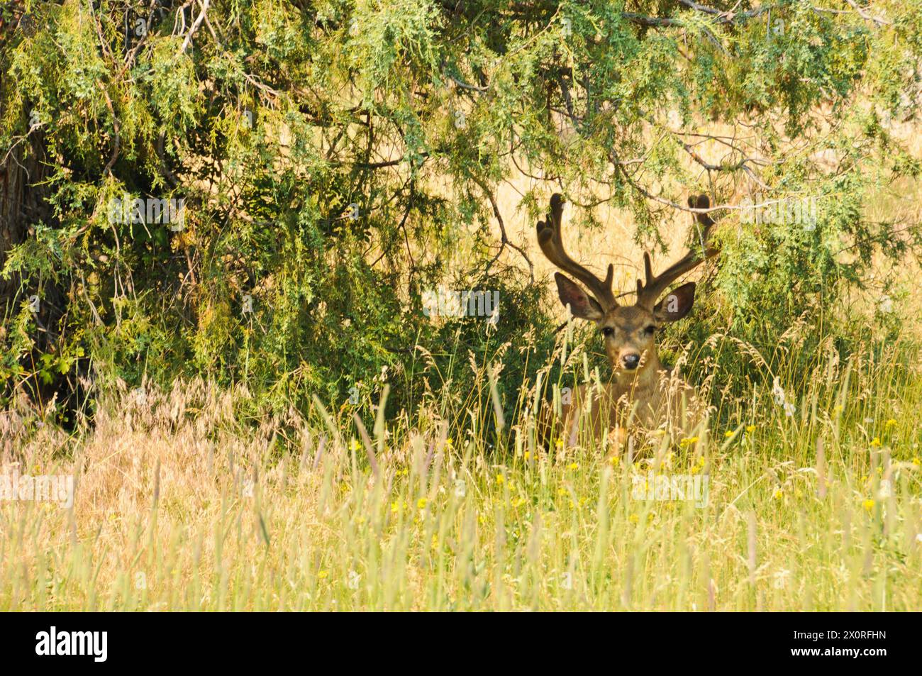 Cervo mulo (Odocoileus hemionus) nel Great Sand Dunes National Park, Colorado Foto Stock