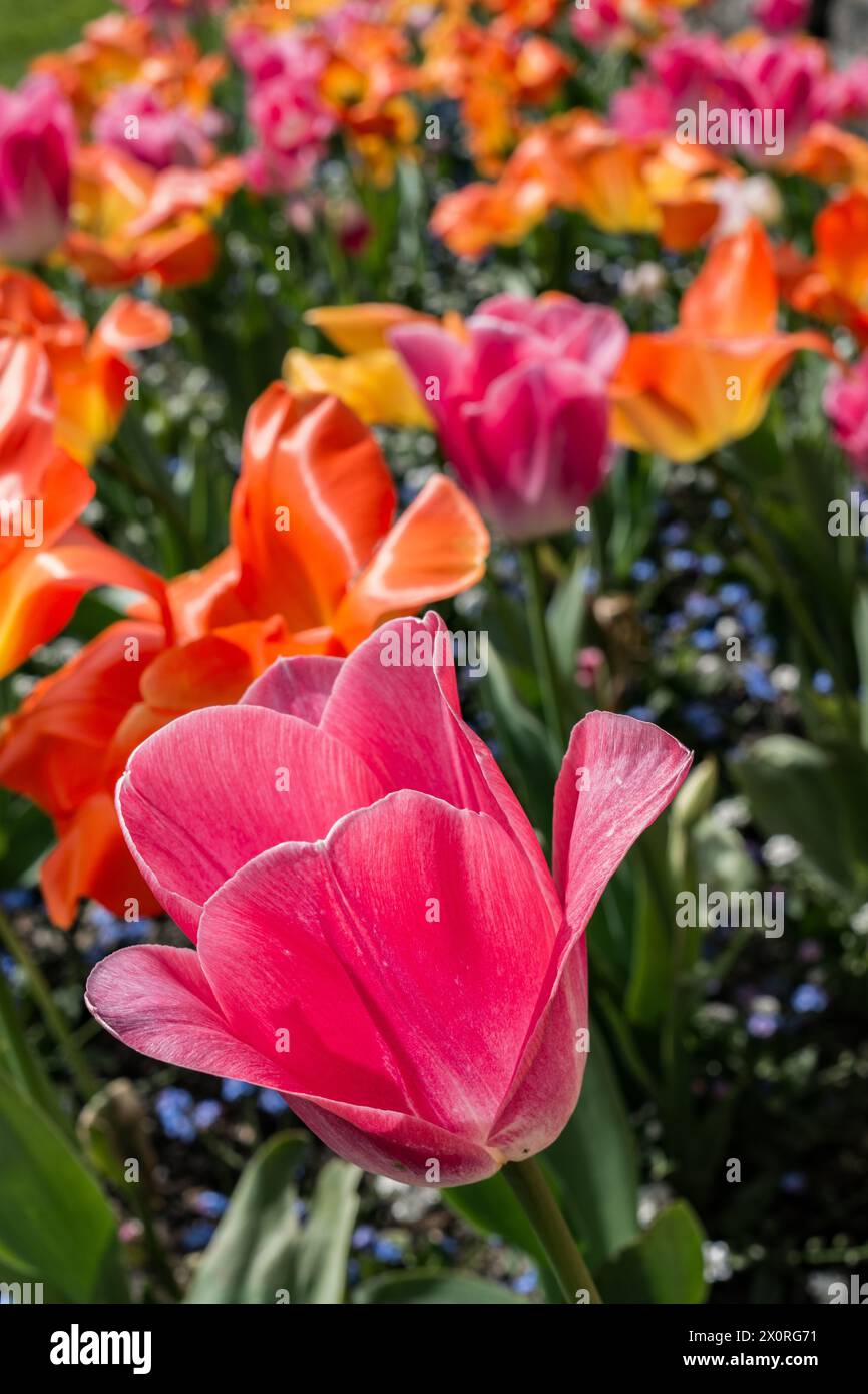 Giardino colorato di tulipani con messa a fuoco selettiva, tulipani rosa in primo piano e tulipani arancioni, gialli e lilla con sfondo morbido. Foto Stock