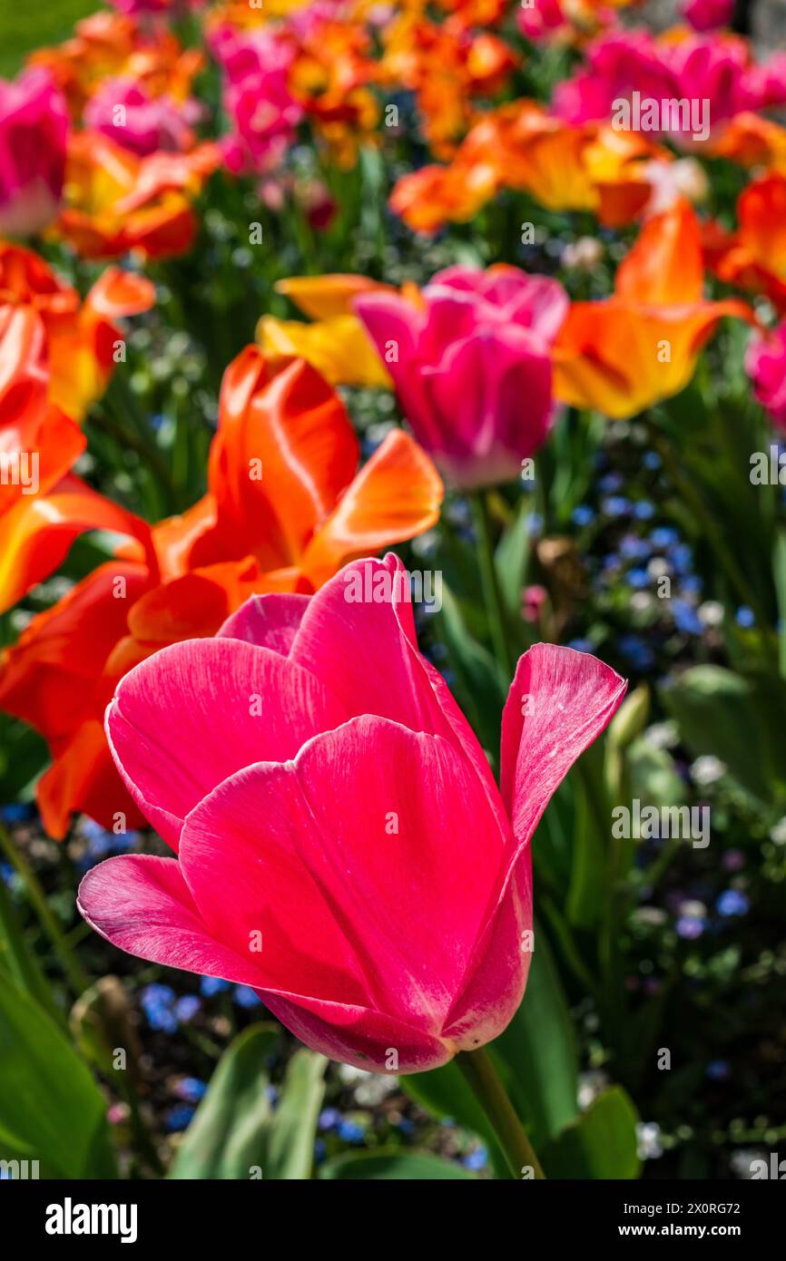 Giardino colorato di tulipani con messa a fuoco selettiva, tulipani rosa in primo piano e tulipani arancioni, gialli e lilla con sfondo morbido. Foto Stock