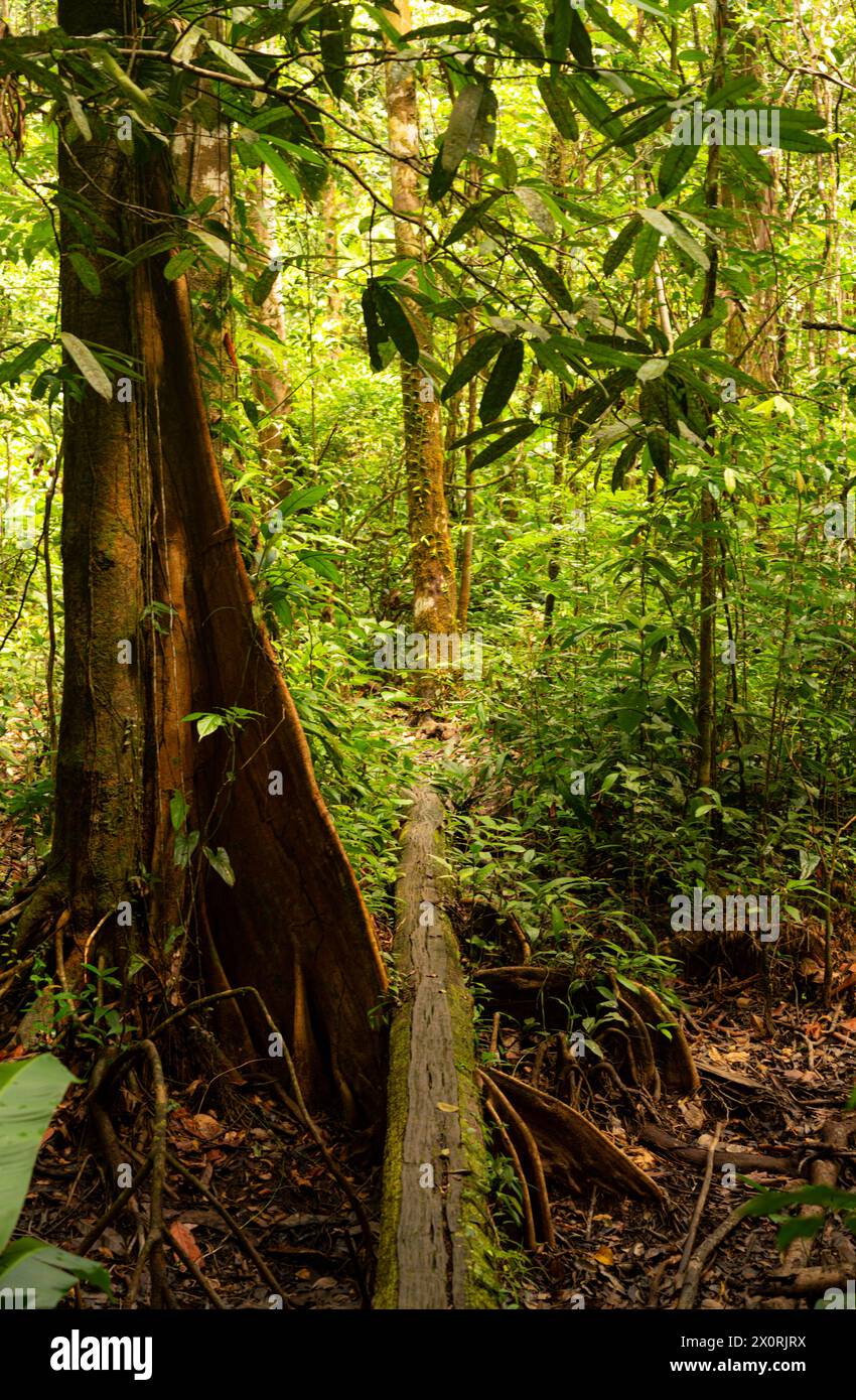 Sentiero nella foresta pluviale Foto Stock