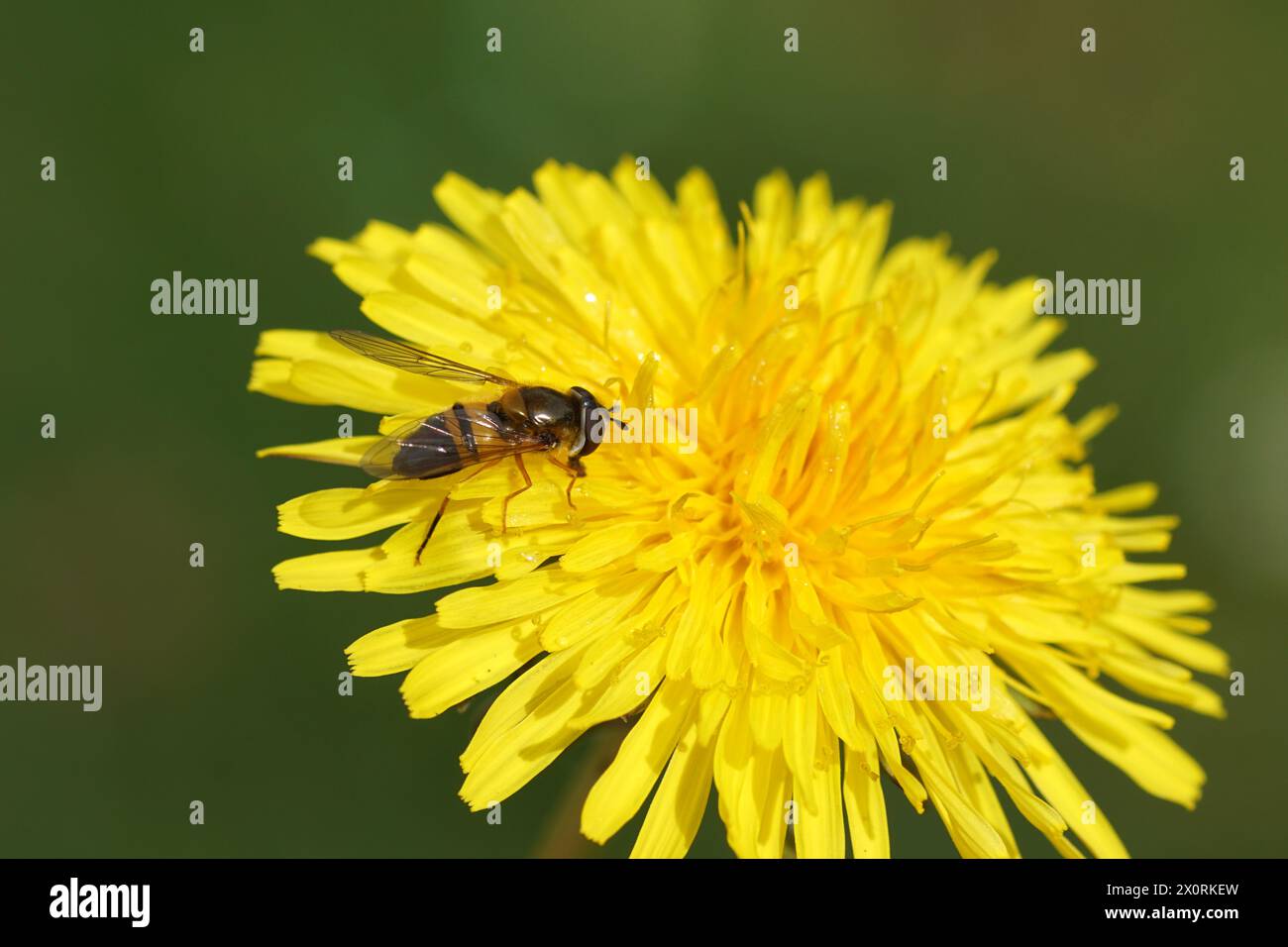 Loseup femmina hoverfly Epistrophe eligans, famiglia hoverflies (Syrphidae) sul fiore di Taraxacum officinale, la famiglia comune di tarassio Asteraceae Foto Stock