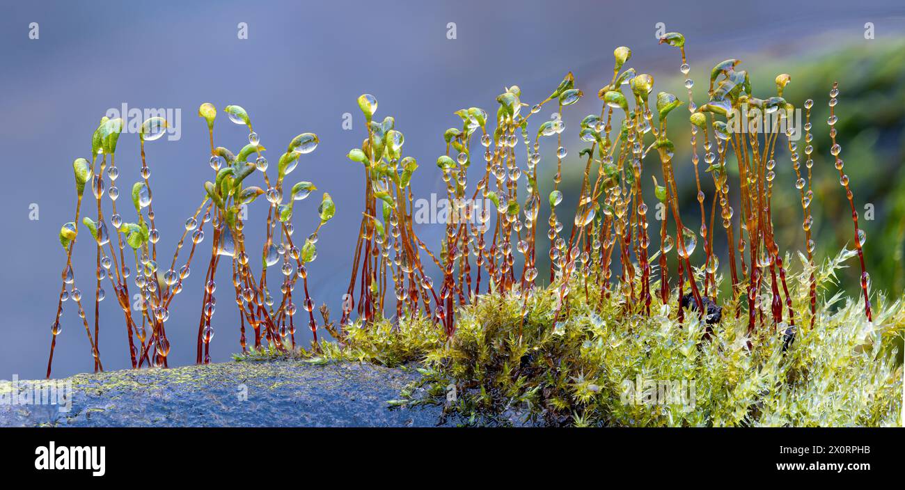 Steli sporangiali ricoperti di rugiada che crescono da gametofiti di muschio che crescono sulla roccia vicino al bordo dell'acqua nella Virginia centrale. Foto Stock