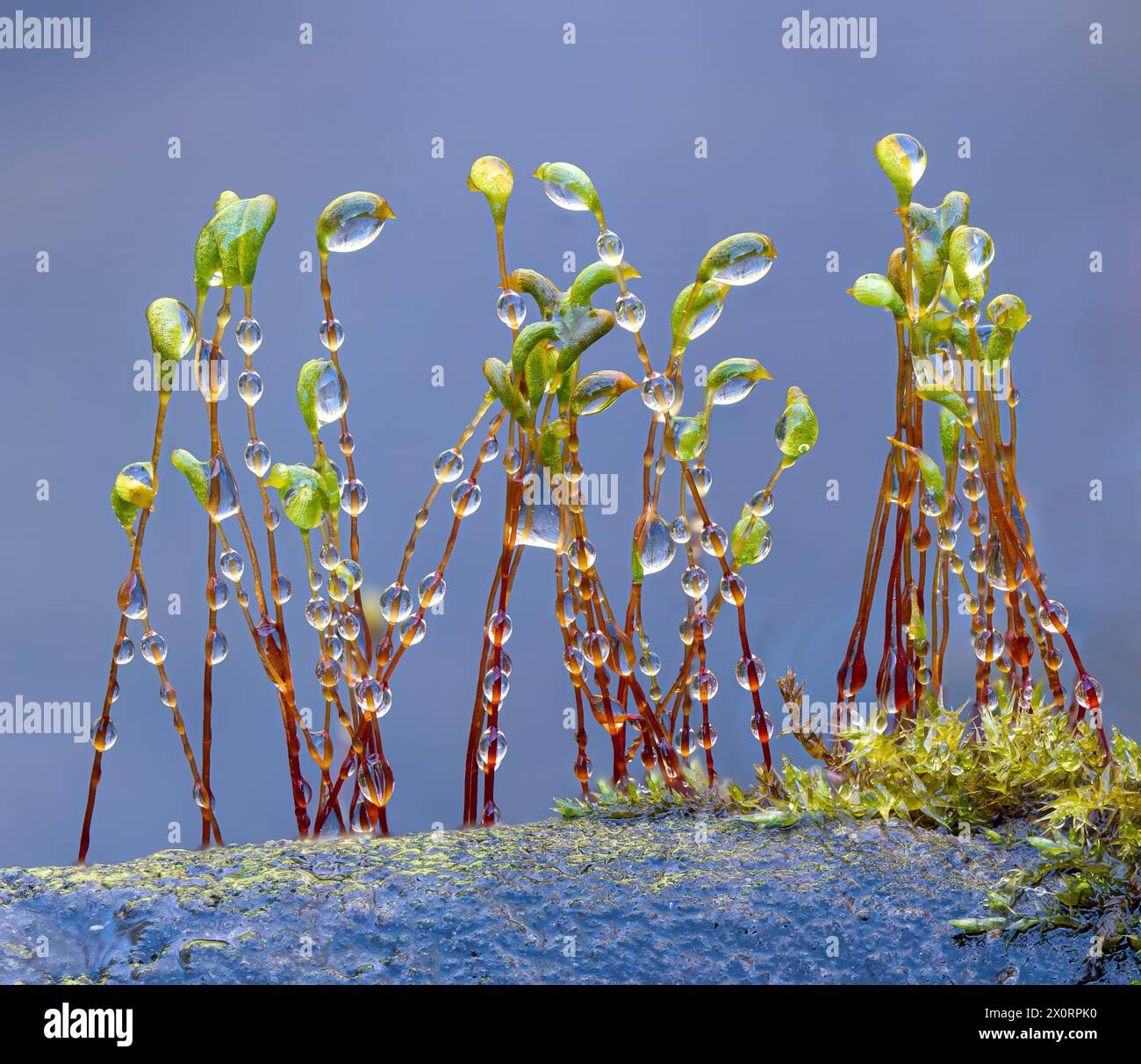 Steli sporangiali ricoperti di rugiada che crescono da gametofiti di muschio che crescono sulla roccia vicino al bordo dell'acqua nella Virginia centrale. Foto Stock