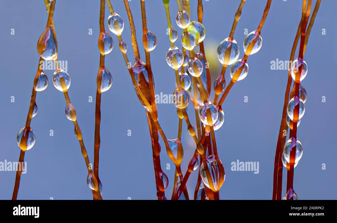 Vista macro degli steli sporangiali ricoperti di rugiada che crescono da gametofiti di muschio che crescono sulla roccia vicino al bordo dell'acqua nella Virginia centrale. Foto Stock