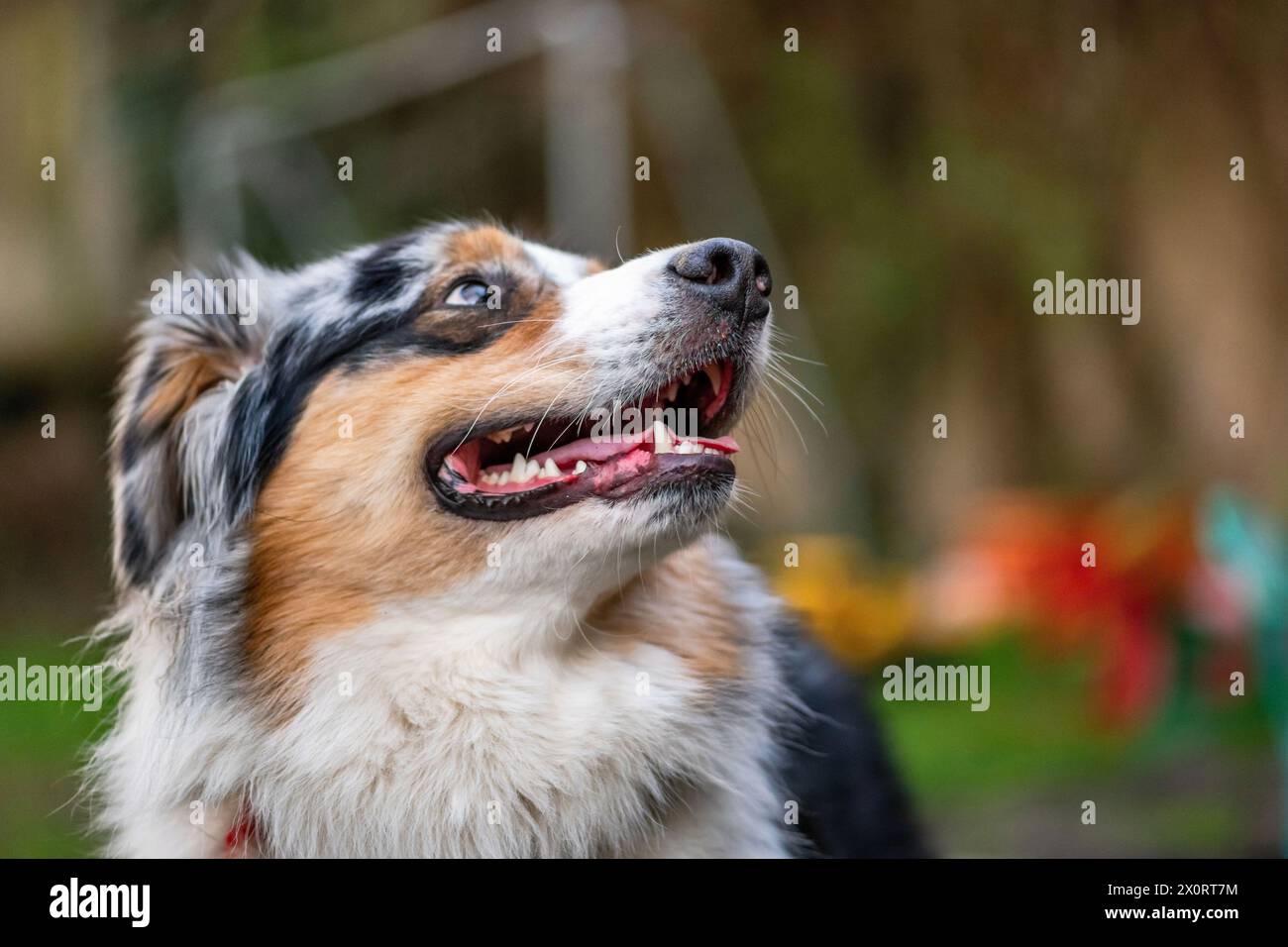 Il pastore australiano ascolta il comando sul giardino. Foto Stock