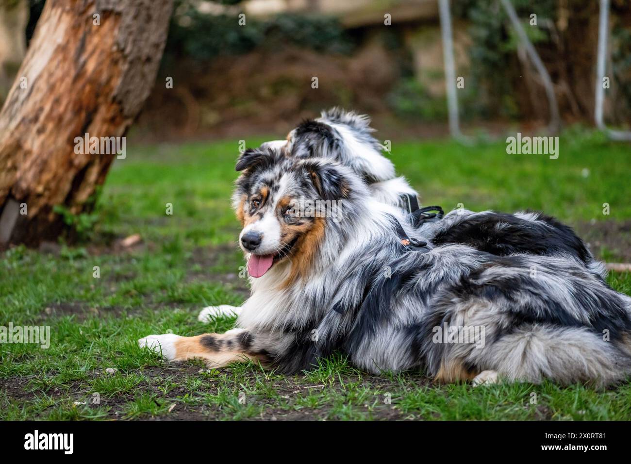 Due giovani cani da pastore australiani sdraiati sull'erba del giardino. Addestramento per abbattere il cane. Foto Stock