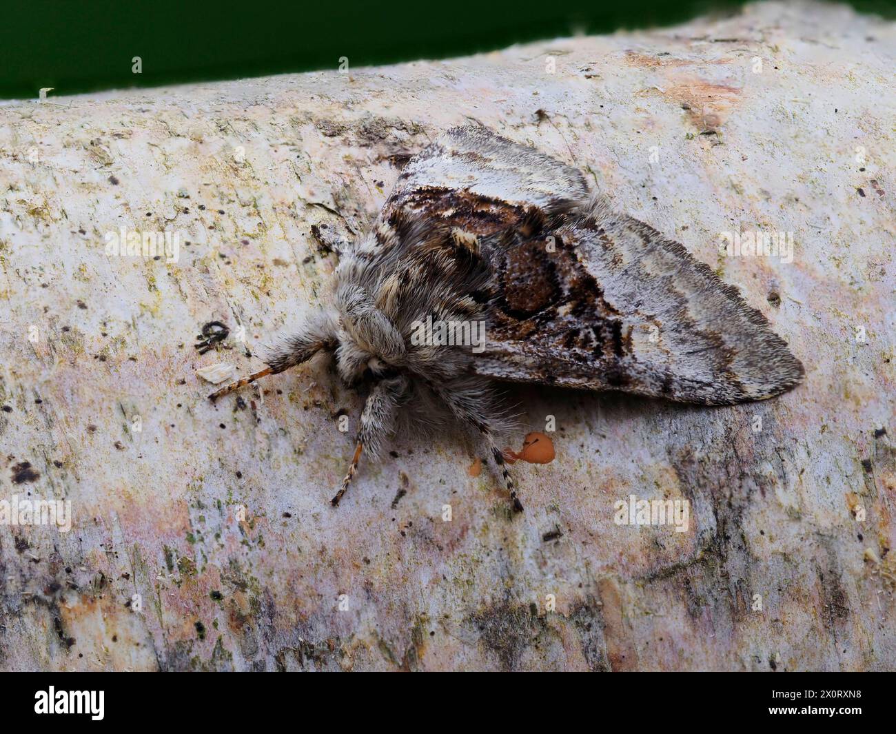 Una falena di Tussock, Colocasia coryli, che riposa su un tronco. Foto Stock