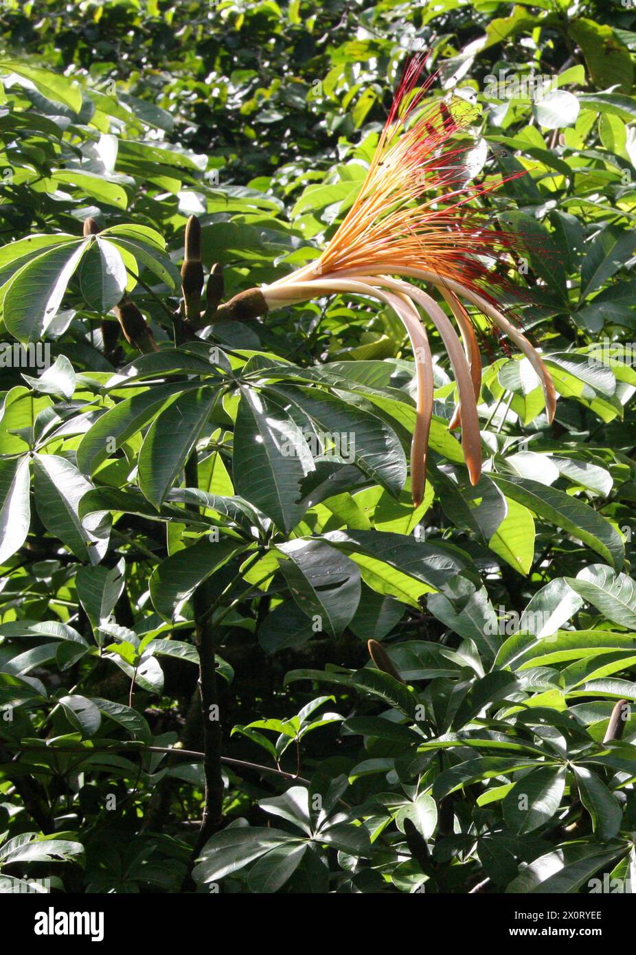 Castagno Malabar, Pachira aquatica, Malvaceae. Tortuguero, Costa Rica, America centrale. Foto Stock