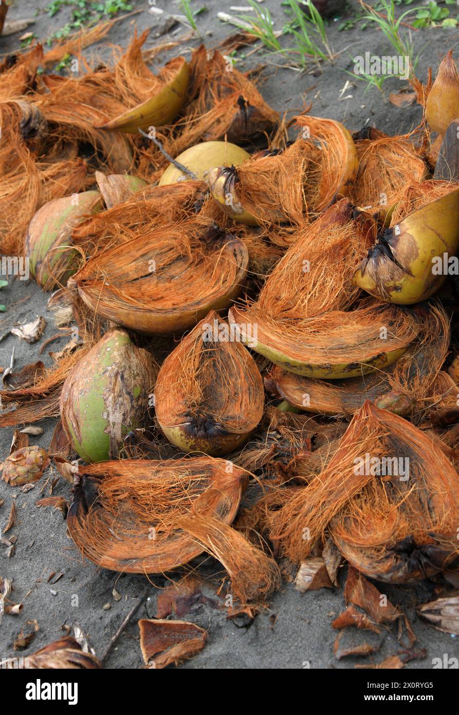 Guscio di cocco su un tratto di spiaggia sul Mar dei Caraibi, Tortuguero, Costa Rica. Foto Stock