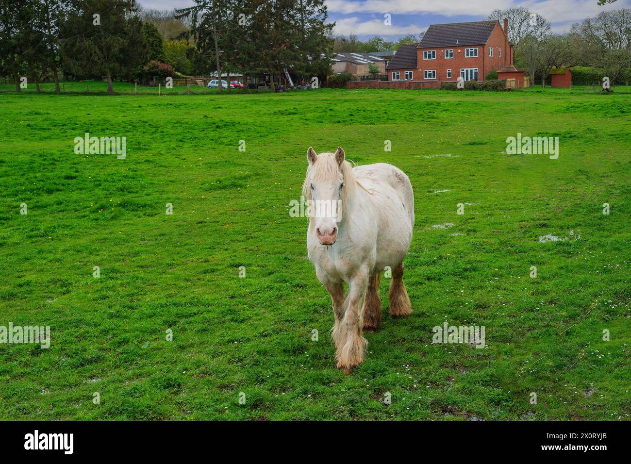 cavallo di shire in campo nella fattoria warwickshire inghilterra regno unito Foto Stock