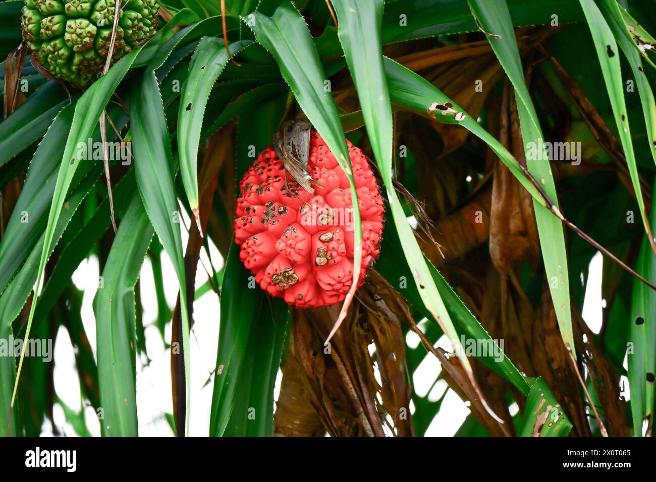 Panda nus tectorius: Frutto costituito da falangi simili a cunei, spesso gialle, arancioni o rosse con una parte superiore verde Foto Stock