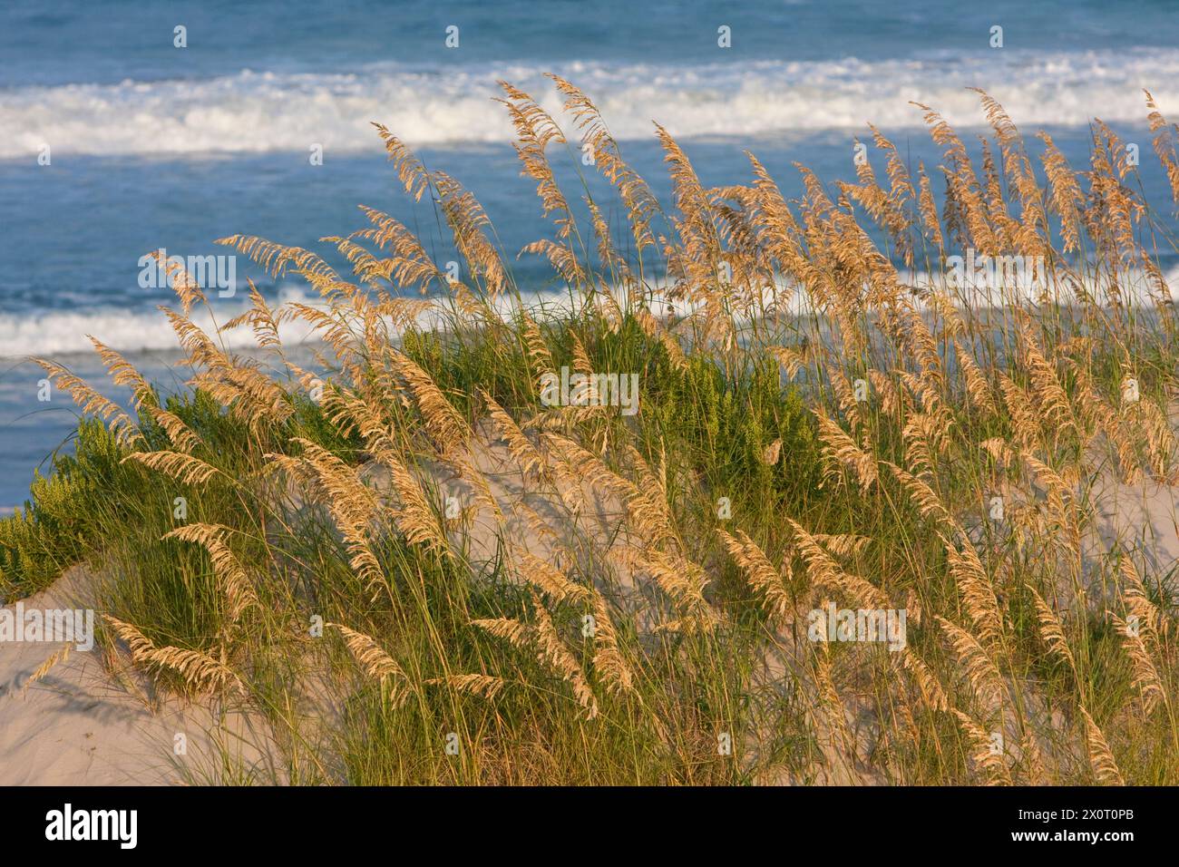 Sea Oats on Beach Sand Dune, Outer Banks, North Carolina. Oceano Atlantico sullo sfondo. Foto Stock