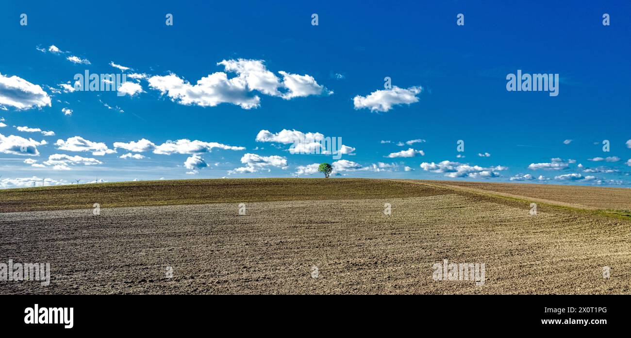 Einzelner Baum am Hügel wolkiger Himmel Foto Stock