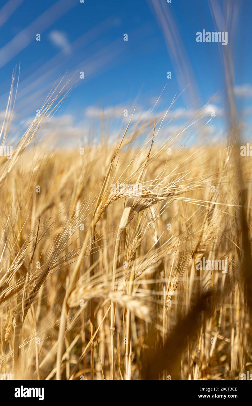 Bellissimo paesaggio con campo di segale maturo e cielo blu estivo. Foto Stock