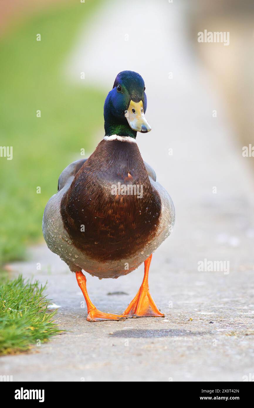 Divertente e informale drake che cammina vicino al laghetto di anatre nel parco pubblico della città (Anas platyrhynchos) Foto Stock
