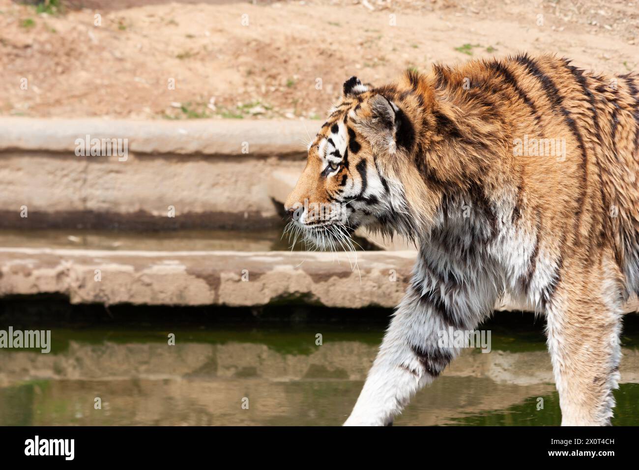 Tigre che cammina all'aperto. Ritratto di animali selvatici, nessuno. Foto Stock