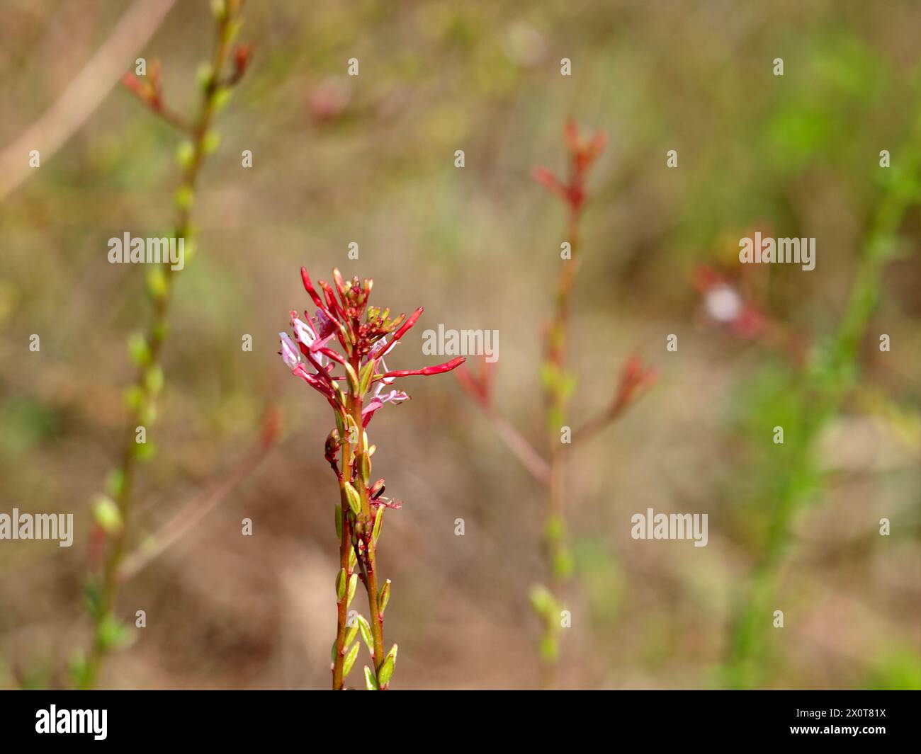 Sfondo con fiori selvatici delle Everglades, Florida. Spazio negativo per testo o composizione a destra. Foto Stock