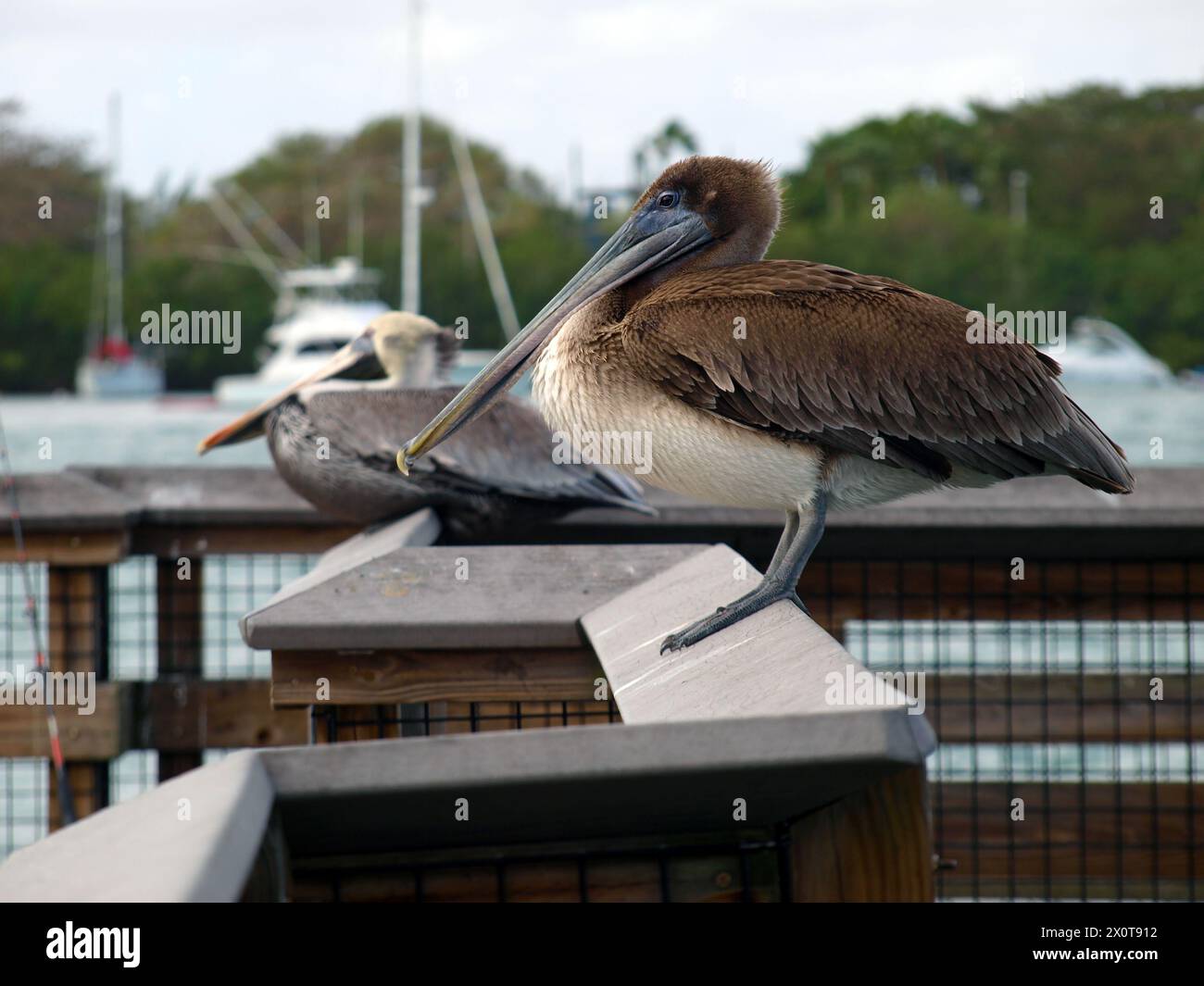 Due pellicani che riposano sul molo di pesca alla foce del fiume Oleta, Florida. Foto Stock