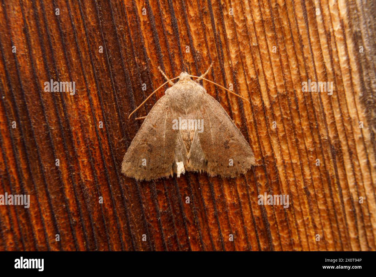 Conistra vaccinii famiglia Noctuidae genere Conistra falena castagna natura selvaggia insetti fotografia, foto, sfondo Foto Stock