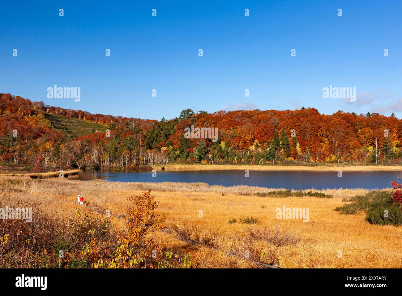 Monte Hachimantai, lago Onuma (stagno), fogliame autunnale, città di Kazuno, Akita, Giappone, Asia orientale, Asia Foto Stock