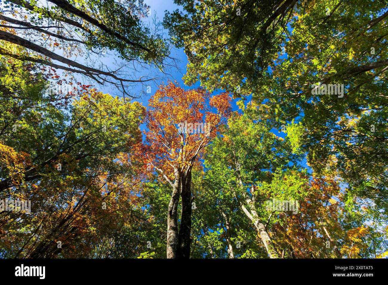 Monte Hachimantai, fogliame autunnale, città di Kazuno, Akita, Giappone, Asia orientale, Asia Foto Stock