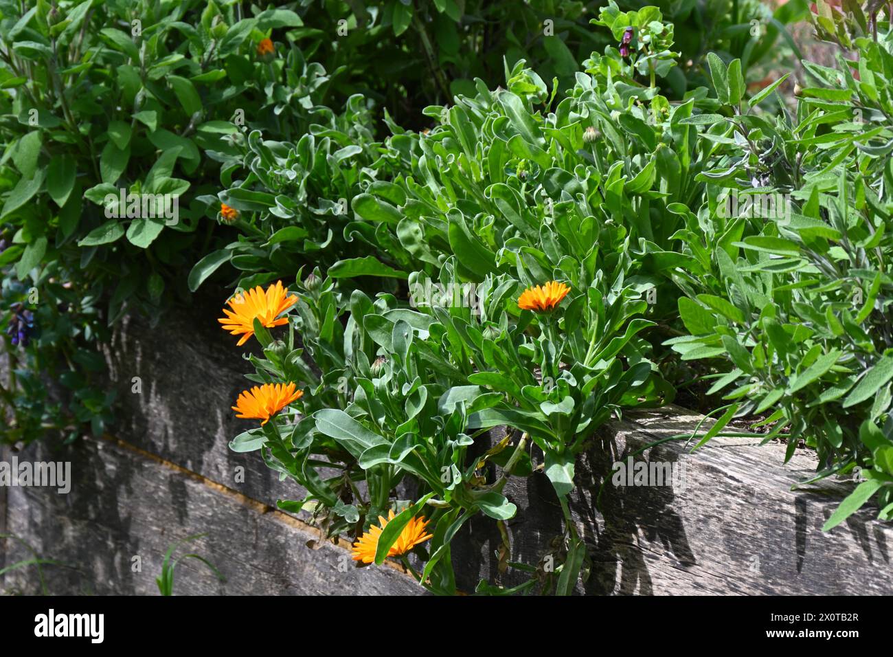 Letto di erbe primaverili con fiori d'arancio di Calendula officinalis, noto anche come calendula di vaso o calendula inglese e due piante di salvia nel giardino inglese di aprile Foto Stock