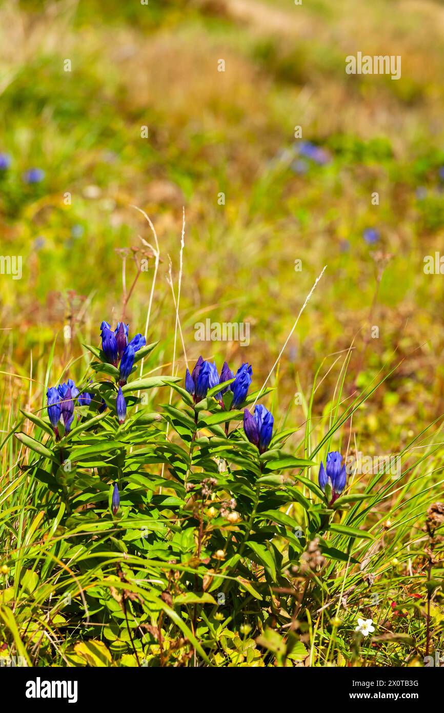 Monte Hachimantai,fiori alpini, piante alpine, Gentiana, Hachimantai City, Iwate, Giappone, Asia orientale, Asia Foto Stock