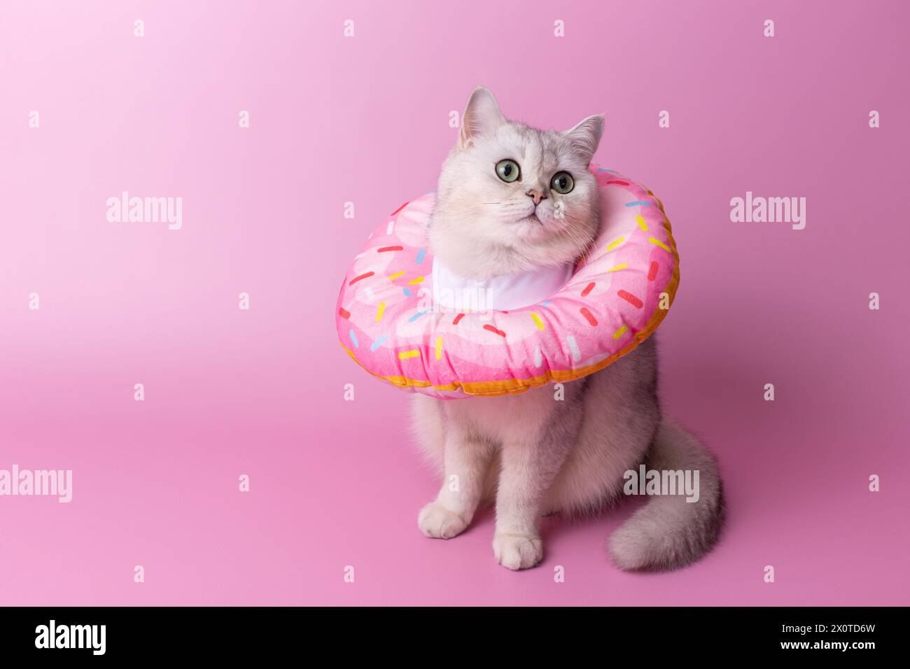 Un gatto bianco in un morbido colletto protettivo rotondo realizzato in tessuto, sotto forma di ciambella rosa Foto Stock