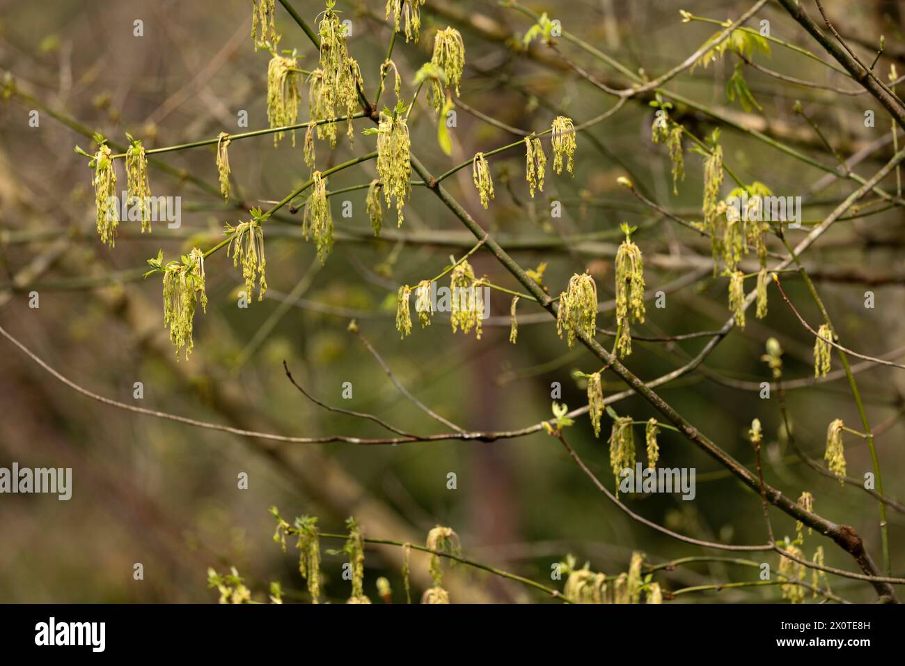 Un mucchio di fiori di acero e di foglie su un rami alla luce del sole pomeridiano in primavera. Il nome latino è Acer Negundo. Foto Stock