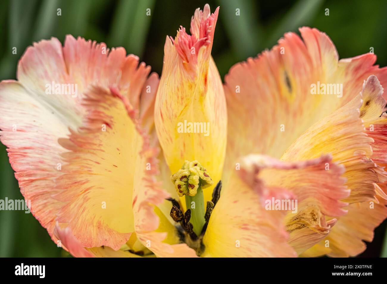 Splendidi fiori primaverili fioriscono all'Atlanta Botanical Garden di Midtown Atlanta, Georgia. (USA) Foto Stock