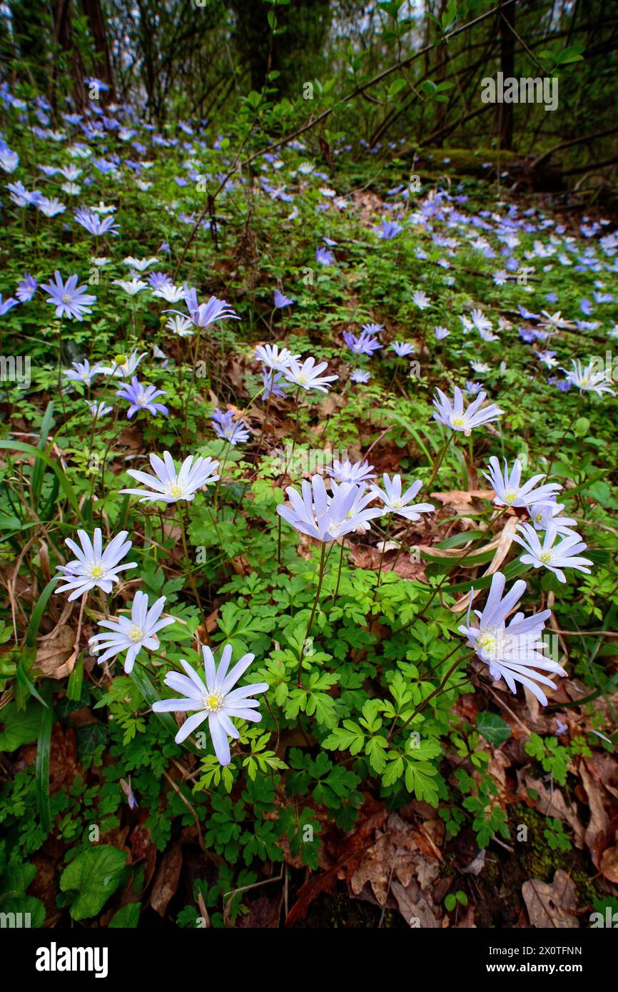 Anemone appenninico (Anemonoides apennina = Anemone appennina), Ranuncolaceae. Foto Stock